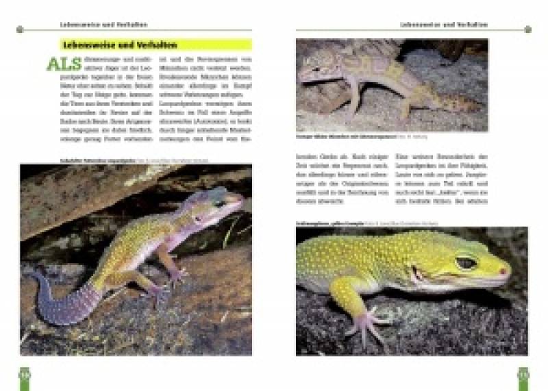Der Leopardgecko